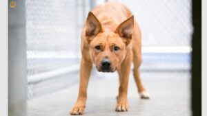 Dog Anxiety: Signs, Symptoms, Causes & Calming Solutions