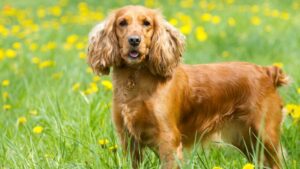 English Cocker Spaniel: The Ultimate Dog Parent’s Guide