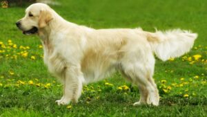 Golden Retriever: Complete Guide to the Beloved Family Dog
