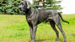Great Dane: Traits, Care, Health & Everything Pet Parents Need to Know