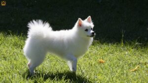 Indian Spitz: Complete Guide for Pet Parents