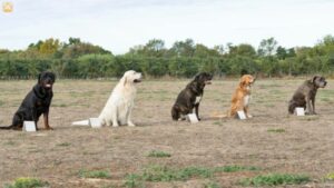 Positive Reinforcement Dog Training: A Friendly Guide to Success