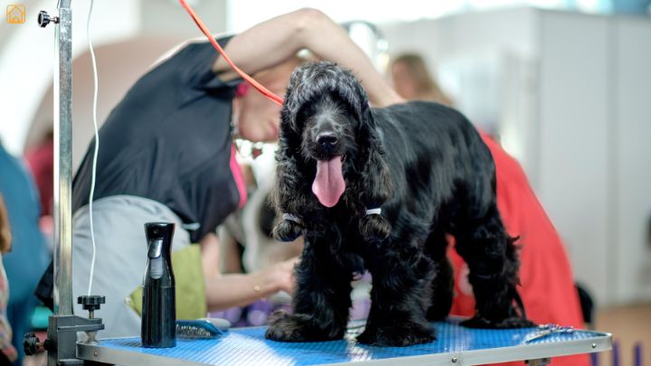 american cocker spaniel grooming