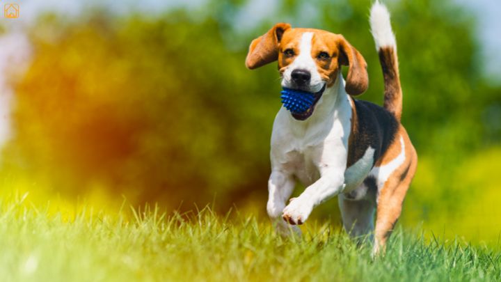 beagle dog exercises