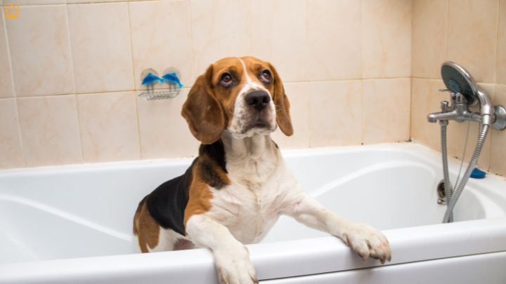beagle dog grooming
