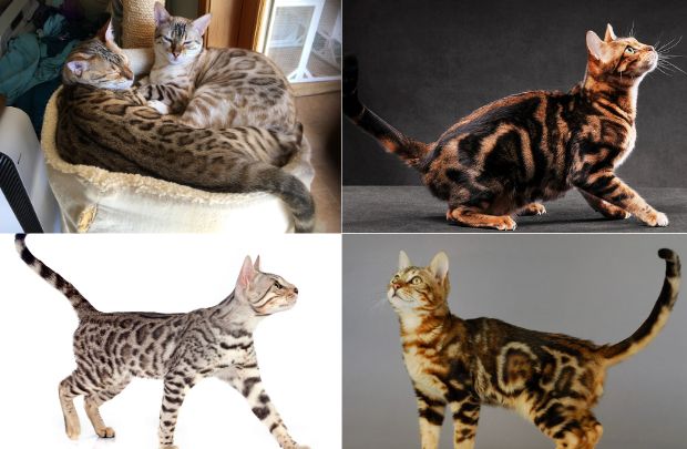 bengal cat colors