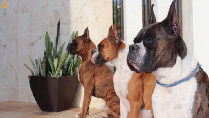 three boxer dogs of different colors