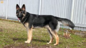 German Shepherd Dog: The Ultimate Guide for Loving Pet Parents
