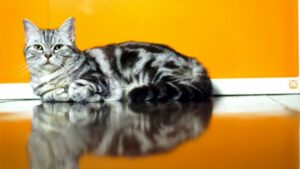 American Shorthair Cat: Complete Breed Guide for Pet Parents