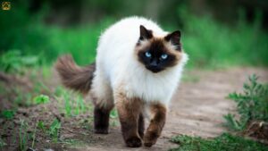 Siamese Cat: Personality, Care, Price & Breed Guide