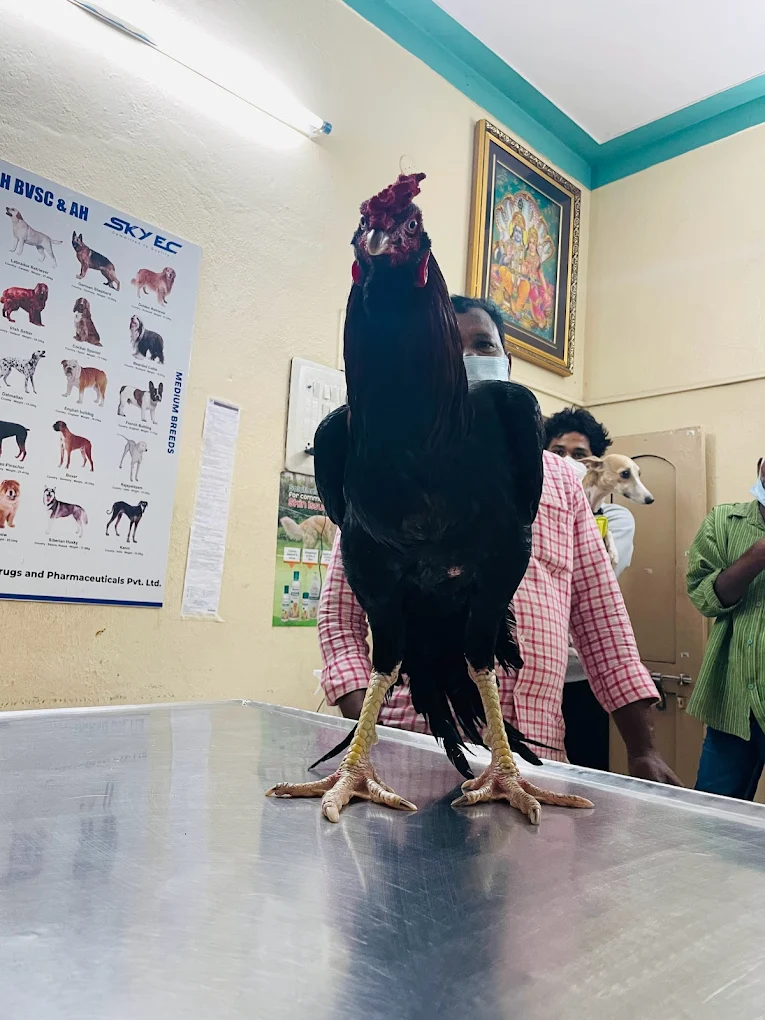Dr Ramesh’s pet care centre Veterinary Clinic in MVP Colony, Visakhapatnam — Facility Photo 7