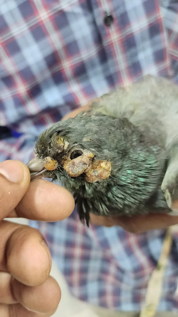 B2Vet Pet Hospital Veterinary Clinic in Gajuwaka, Visakhapatnam — Facility Photo 4