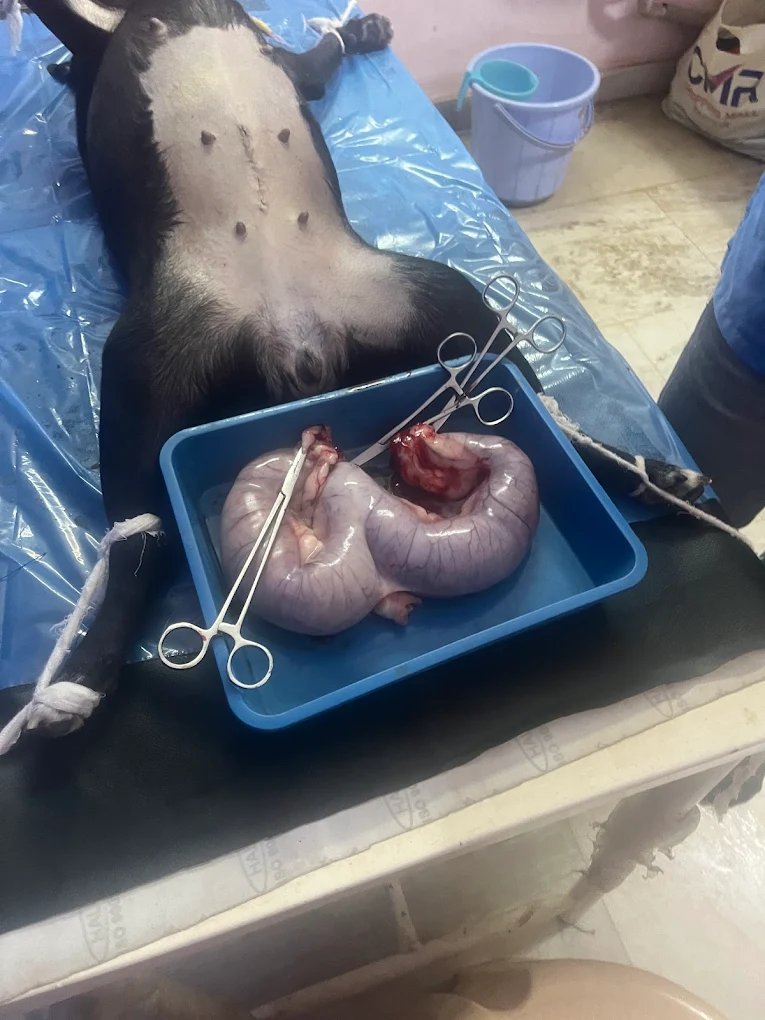 B2Vet Pet Hospital Veterinary Clinic in Gajuwaka, Visakhapatnam — Facility Photo 2
