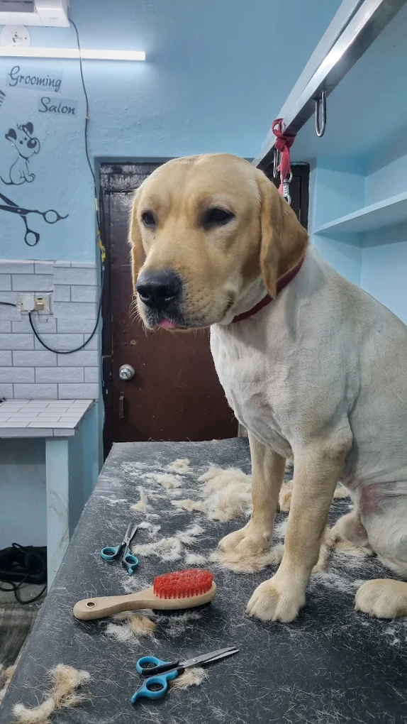 Dr. Tails Animal Hospital & Spa Veterinary Clinic in NSTL, Visakhapatnam — Facility Photo 5
