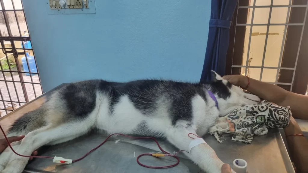 Dr. Tails Animal Hospital & Spa Veterinary Clinic in NSTL, Visakhapatnam — Facility Photo 4