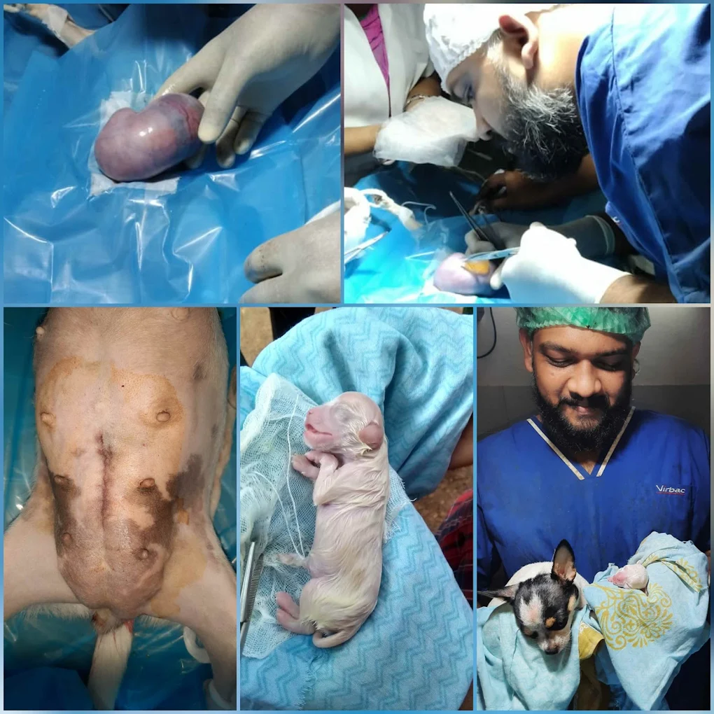 Happy Tails Animal Hospital and Pet Spa Veterinary Clinic in Buchirajupalem, Visakhapatnam — Facility Photo 3