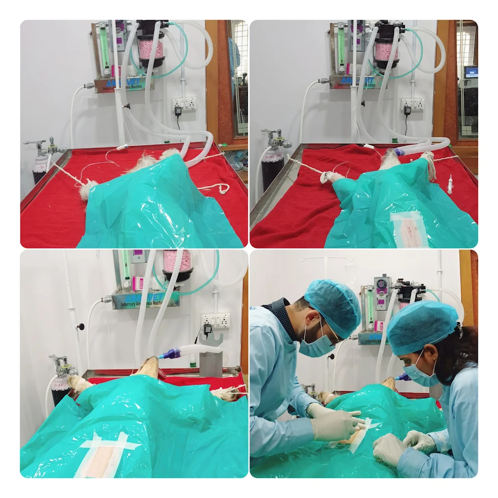 Happy Tails Animal Hospital & Pet Spa Veterinary Clinic in Gajuwaka, Visakhapatnam — Facility Photo 3