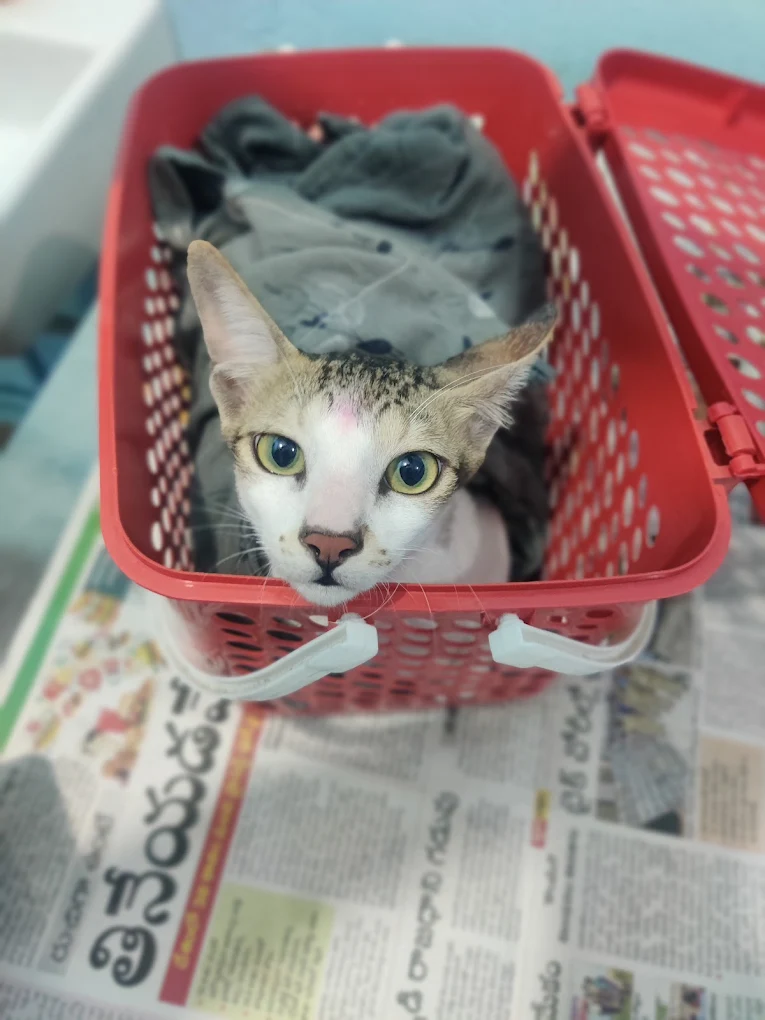 Happy Tails Pet Clinic Anakapalli Veterinary Clinic in Gandhi Nagar, Anakapalli — Facility Photo 7
