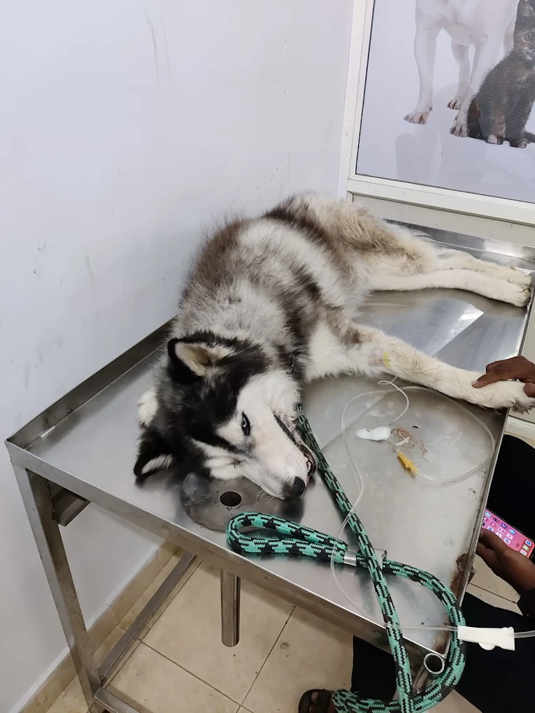 Happy Paws Pet Clinic Store and Pet Grooming Centre Veterinary Clinic in Sai Nath Colony, Vizianagaram — Facility Photo 8