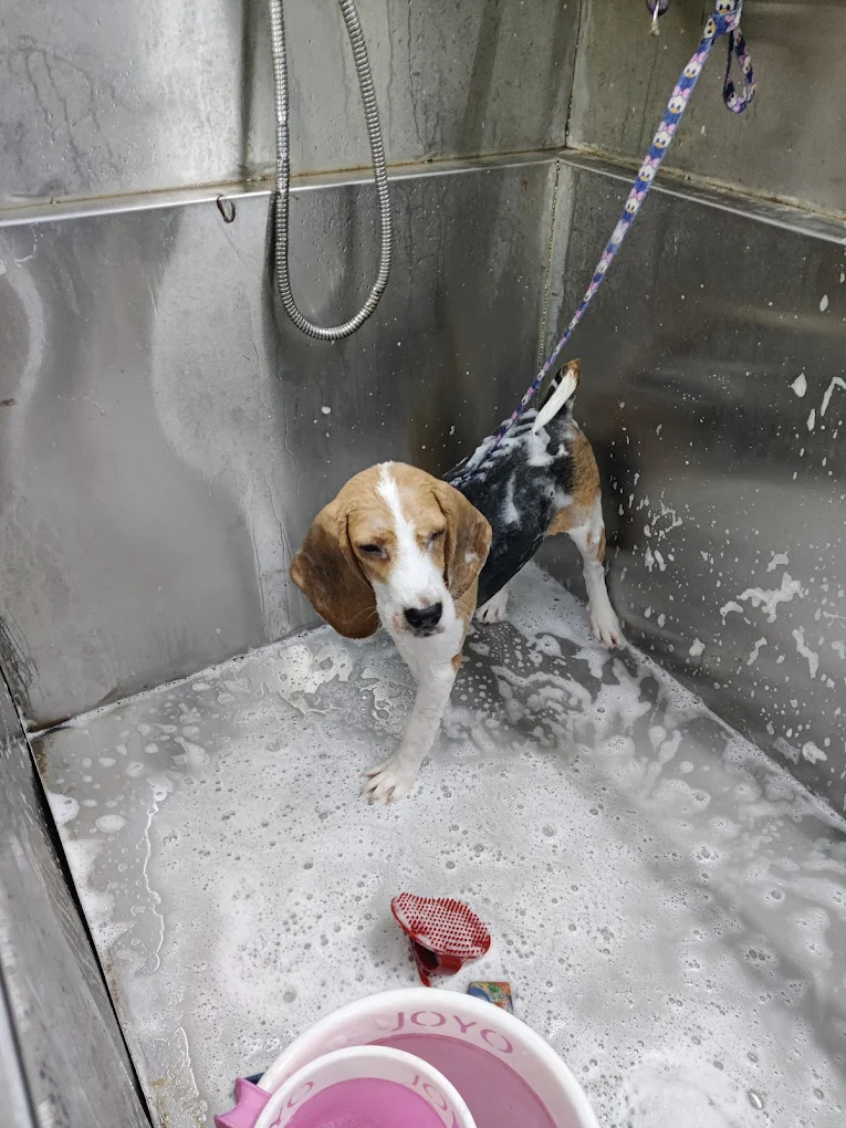 Happy Paws Pet Clinic Store and Pet Grooming Centre Veterinary Clinic in Sai Nath Colony, Vizianagaram — Facility Photo 3