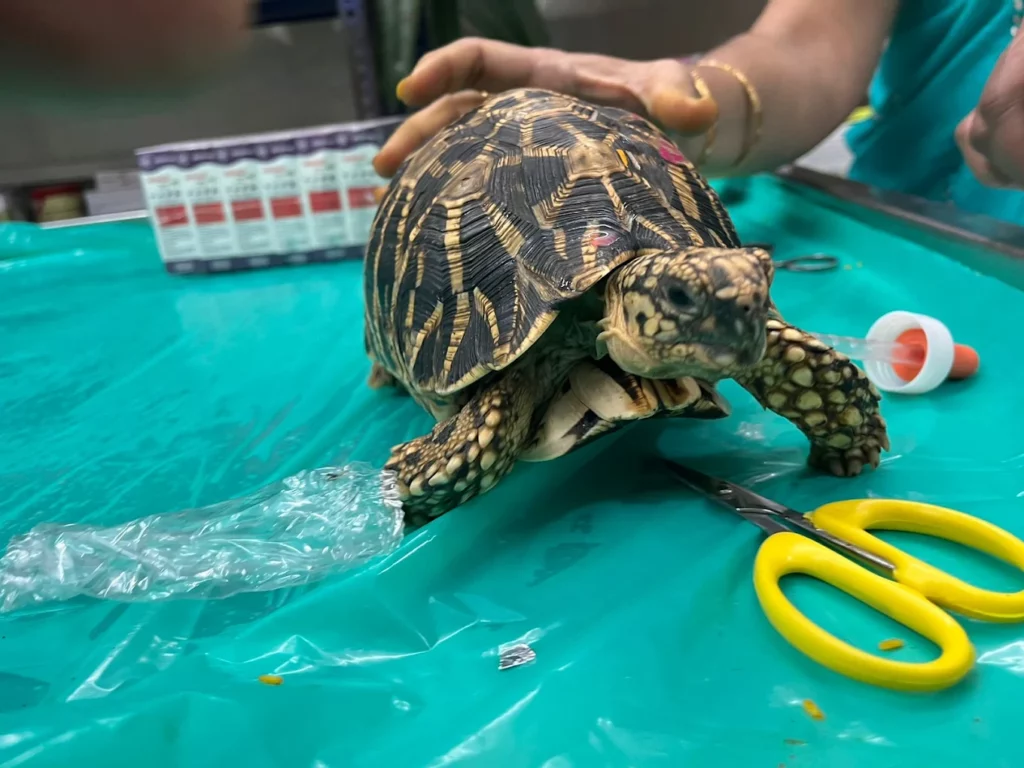 Healthy Paws Plus Pet Clinic Anakapalle Veterinary Clinic in Gandhi Nagar, Anakapalli — Facility Photo 7