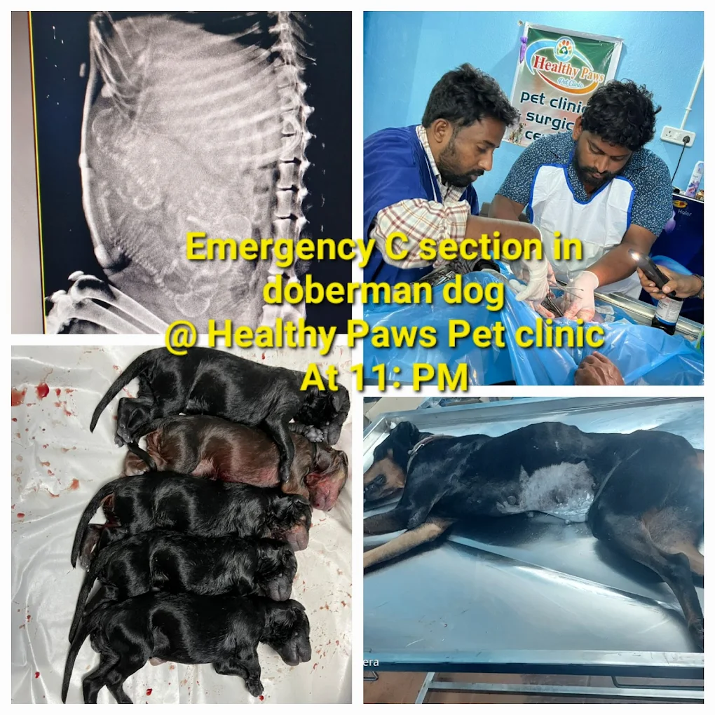 Healthy Paws Plus Pet Clinic Anakapalle Veterinary Clinic in Gandhi Nagar, Anakapalli — Facility Photo 5