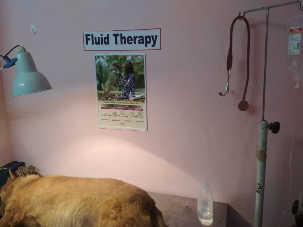La vet i Animal Clinic Veterinary Clinic in Kurmannapalem, Visakhapatnam — Facility Photo 2