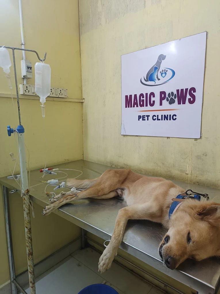 Magic Paws Pet Clinic Veterinary Clinic in Pendurthi, Visakhapatnam — Facility Photo 7