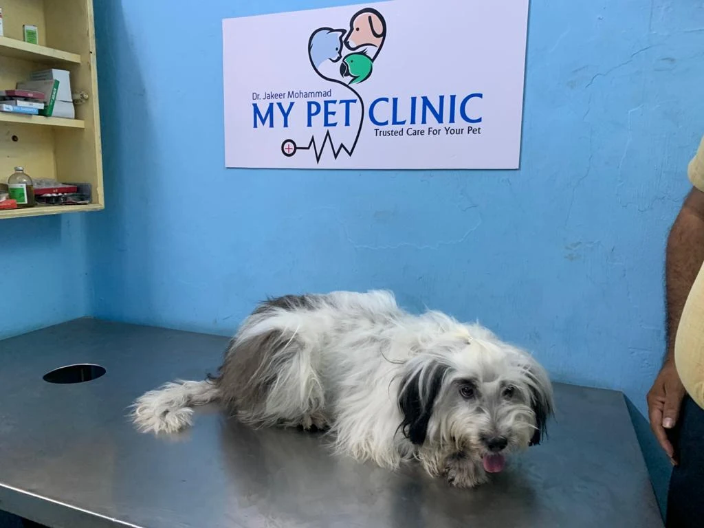 My Pet Clinic Veterinary Clinic in Madhavadhara, Visakhapatnam — Facility Photo 9