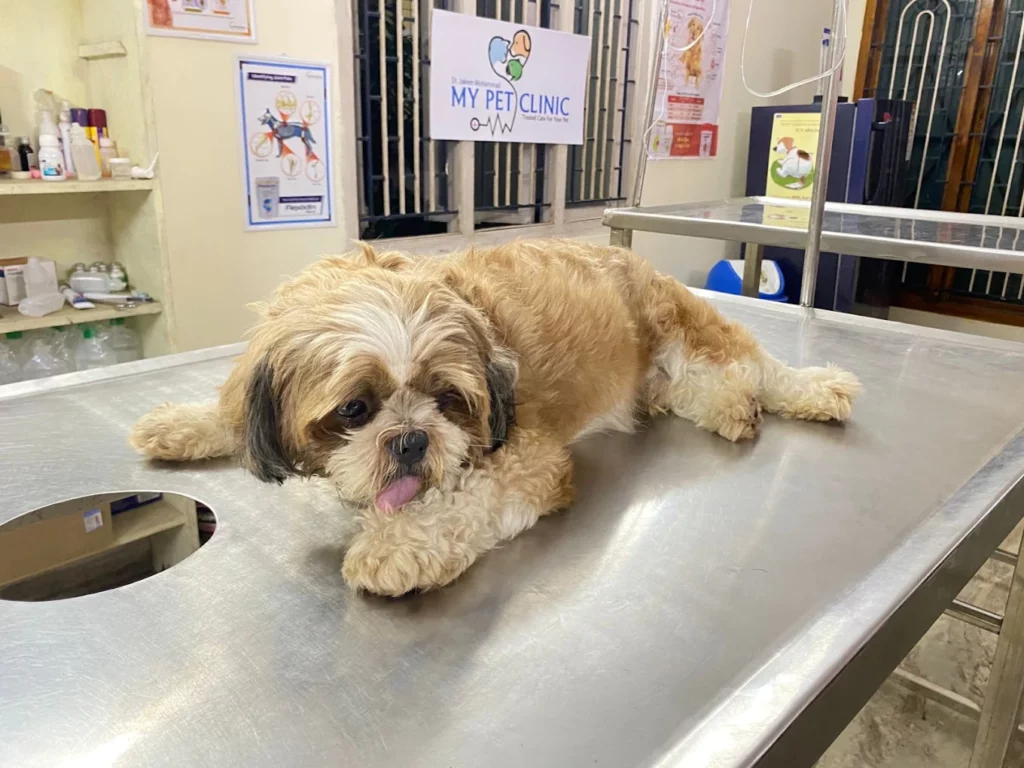 My Pet Clinic Veterinary Clinic in Madhavadhara, Visakhapatnam — Facility Photo 8