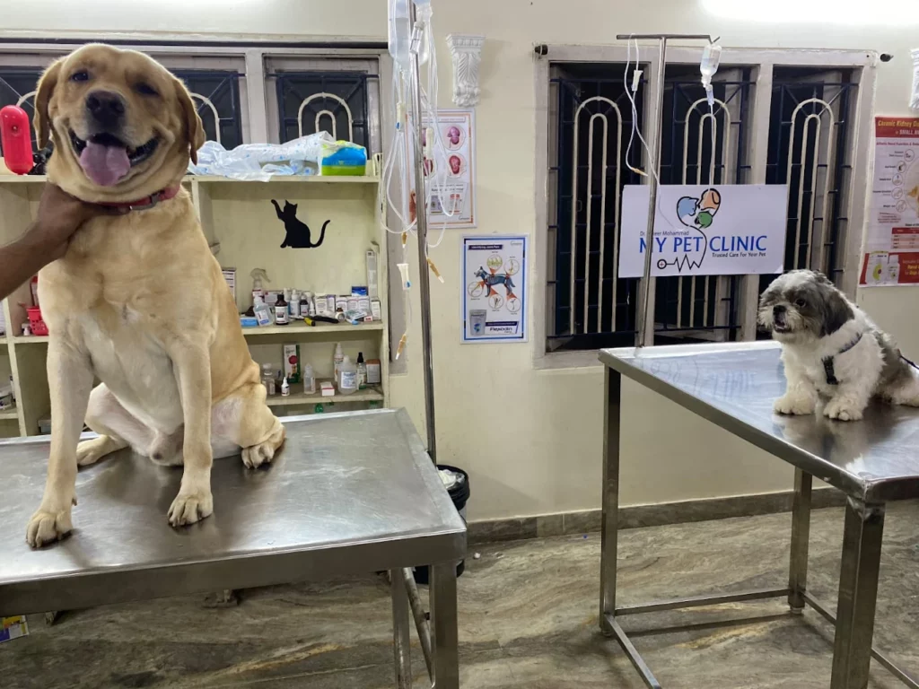 My Pet Clinic Veterinary Clinic in Madhavadhara, Visakhapatnam — Facility Photo 7