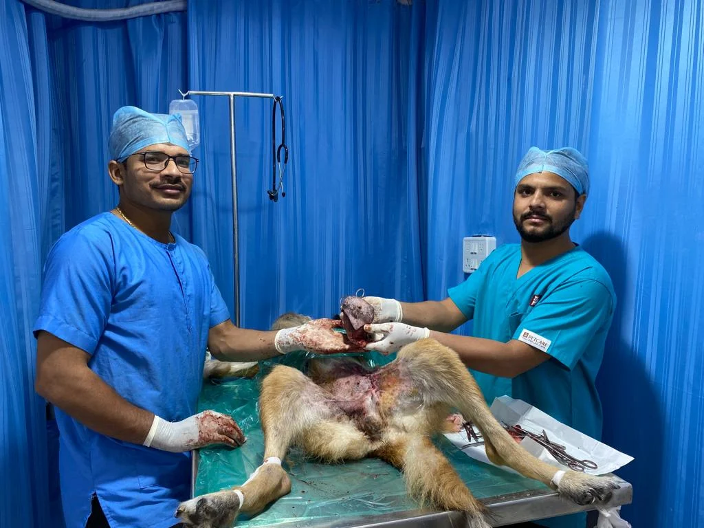 My Pet Clinic Veterinary Clinic in Madhavadhara, Visakhapatnam — Facility Photo 4