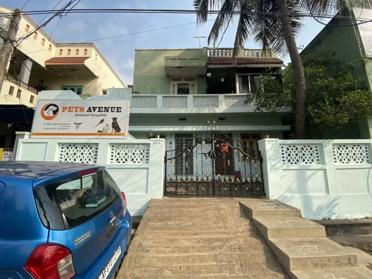 Pets Avenue Animal Hospital - Pet Clinic in NSTL, Visakhapatnam
