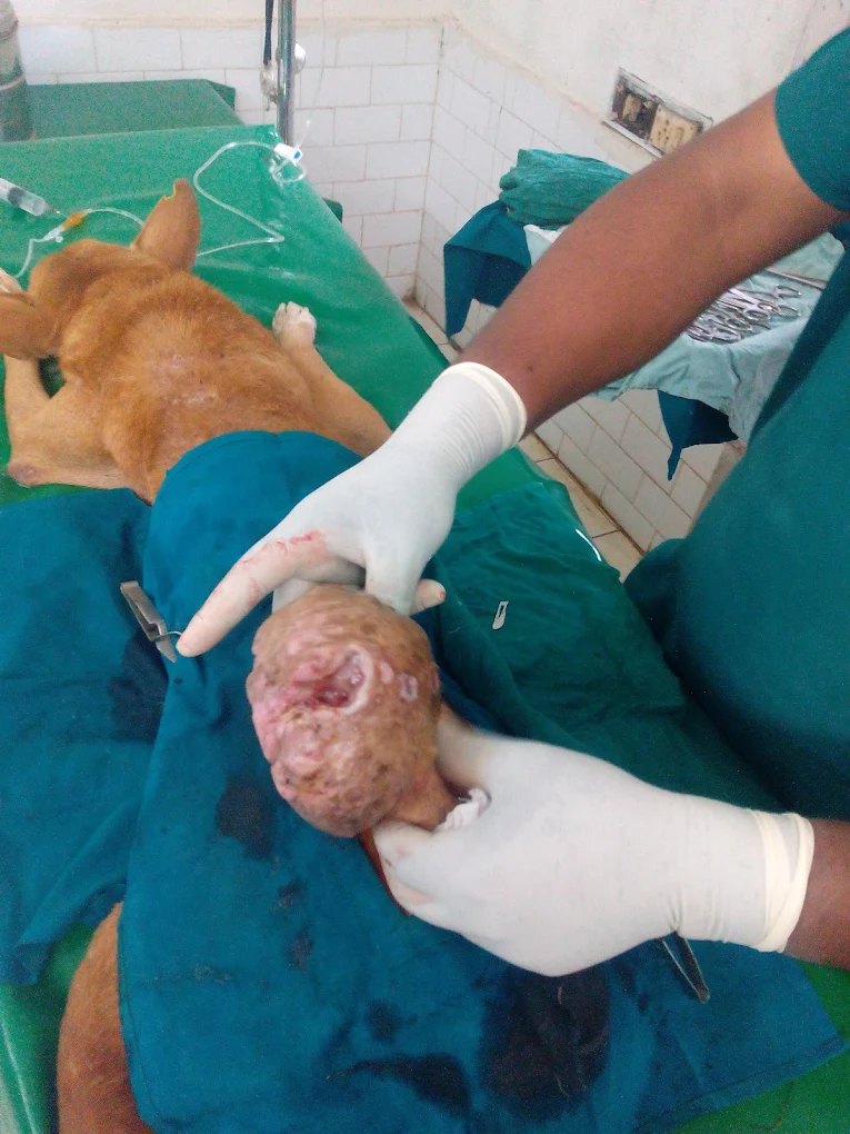 Pet Clinic Veterinary Clinic in PM Palem, Visakhapatnam — Facility Photo 3