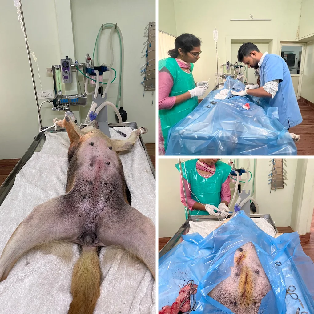 Pets Avenue Animal Hospital Veterinary Clinic in NSTL, Visakhapatnam — Facility Photo 6