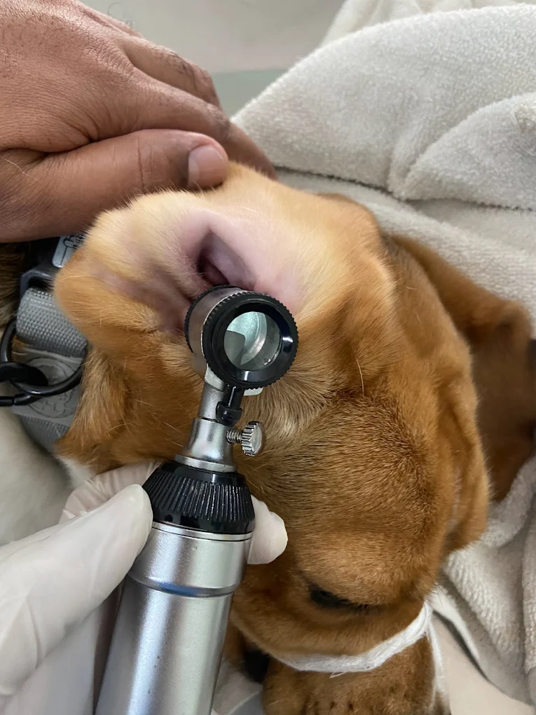Pets Avenue Animal Hospital Veterinary Clinic in NSTL, Visakhapatnam — Facility Photo 5