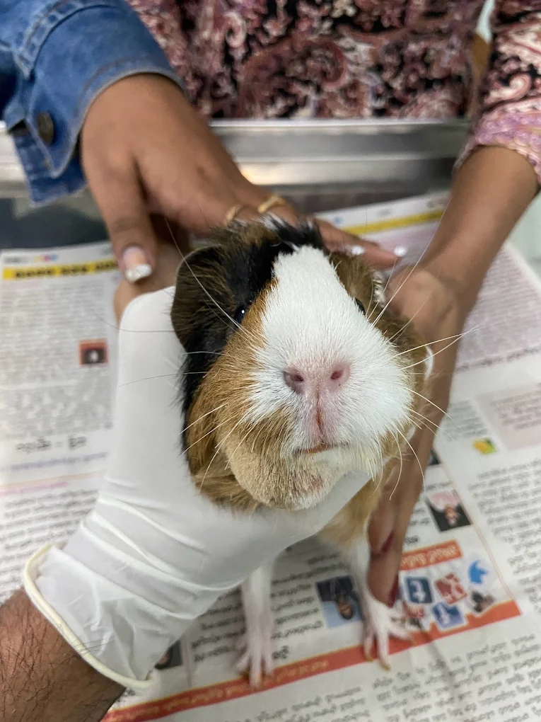 Pets Avenue Animal Hospital Veterinary Clinic in NSTL, Visakhapatnam — Facility Photo 4
