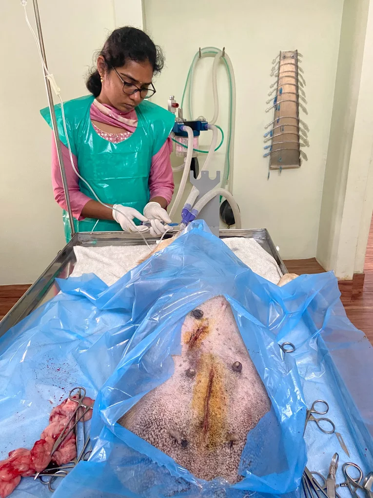 Pets Avenue Animal Hospital Veterinary Clinic in NSTL, Visakhapatnam — Facility Photo 3
