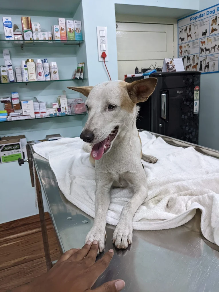 Pets Avenue Animal Hospital and Surgical Centre Veterinary Clinic in Seethammadara, Visakhapatnam — Facility Photo 5