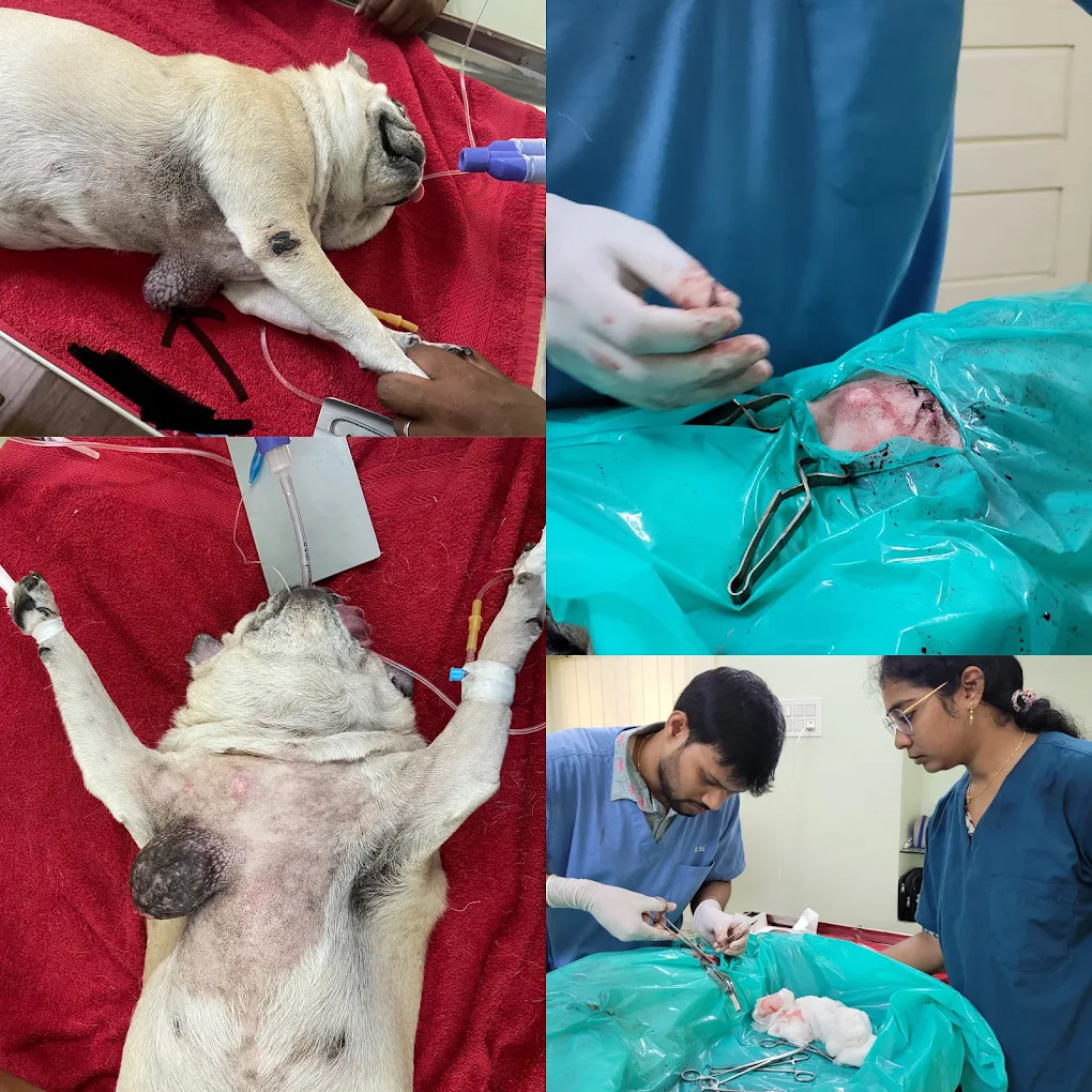Pets Avenue Animal Hospital and Surgical Centre Veterinary Clinic in Seethammadara, Visakhapatnam — Facility Photo 3