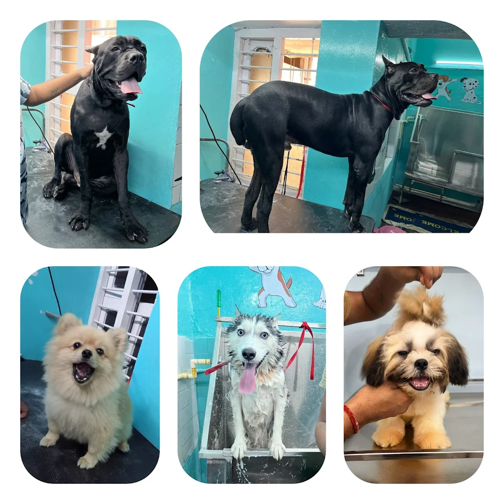 THE VIZAG VET Animal Hospital & Pet Spa Veterinary Clinic in Old Gajuwaka, Visakhapatnam — Facility Photo 5
