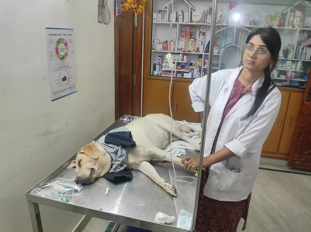 The Mellow Pet Clinic Veterinary Clinic in Madhavadhara, Visakhapatnam — Facility Photo 5