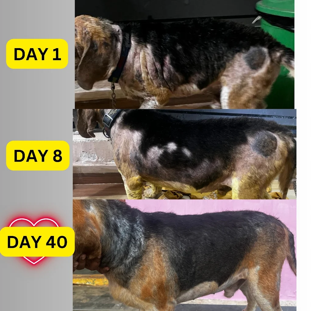 The Mellow Pet Clinic Veterinary Clinic in Madhavadhara, Visakhapatnam — Facility Photo 4