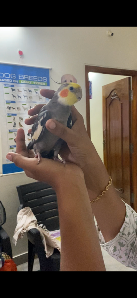 The Mellow Pet Clinic Veterinary Clinic in Madhavadhara, Visakhapatnam — Facility Photo 2