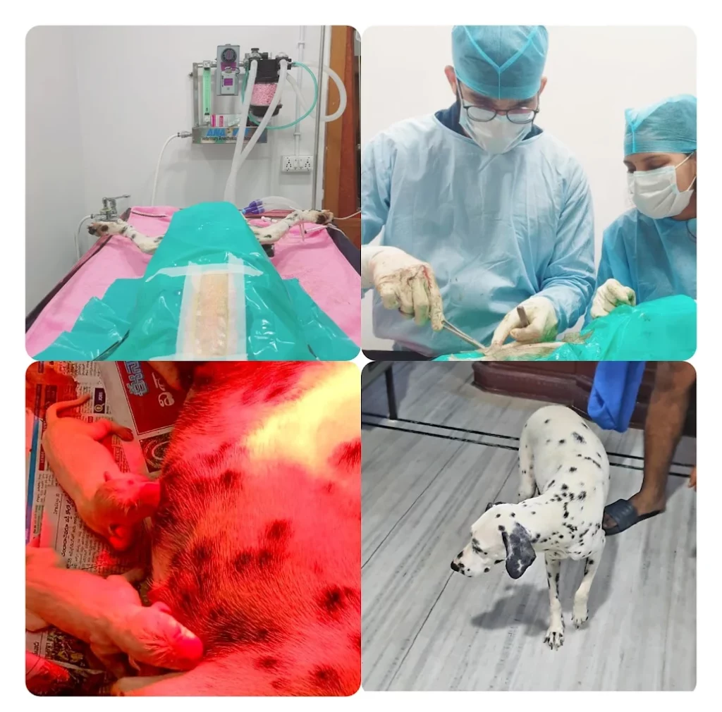 The Vizag Vet Animal Hospital & Pet Spa Gajuwaka Veterinary Clinic in Old Gajuwaka, Visakhapatnam — Facility Photo 2