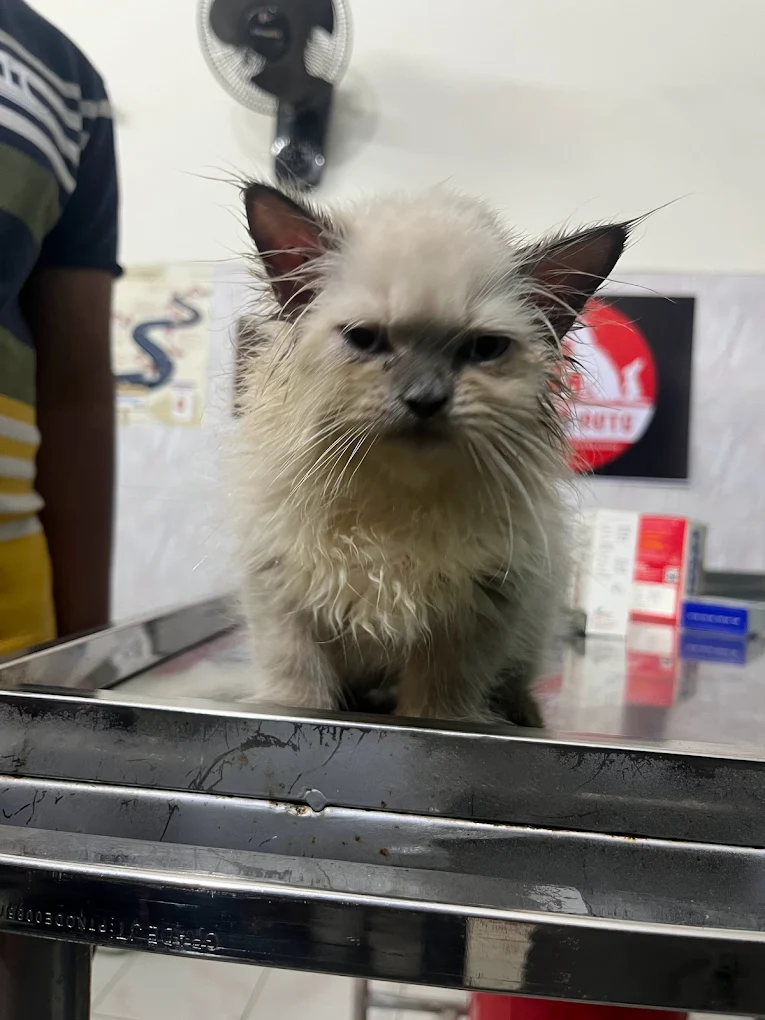 Safe Hands Pet Clinic & Spa Veterinary Clinic in Ram Nagar, Visakhapatnam — Facility Photo 3