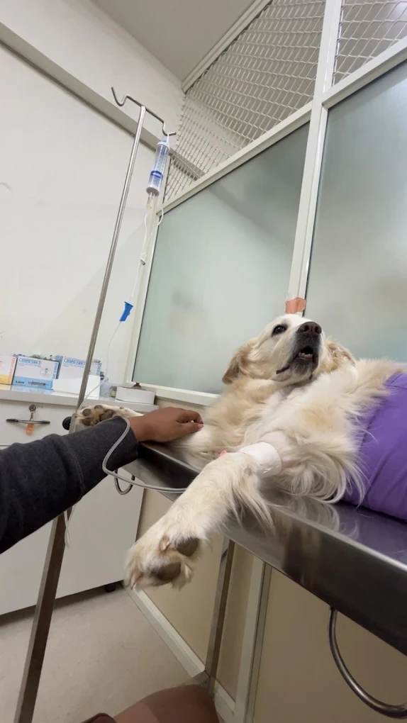 Amigo Pet Hospital Veterinary Clinic in Kasavanahalli, Bengaluru — Facility Photo 6