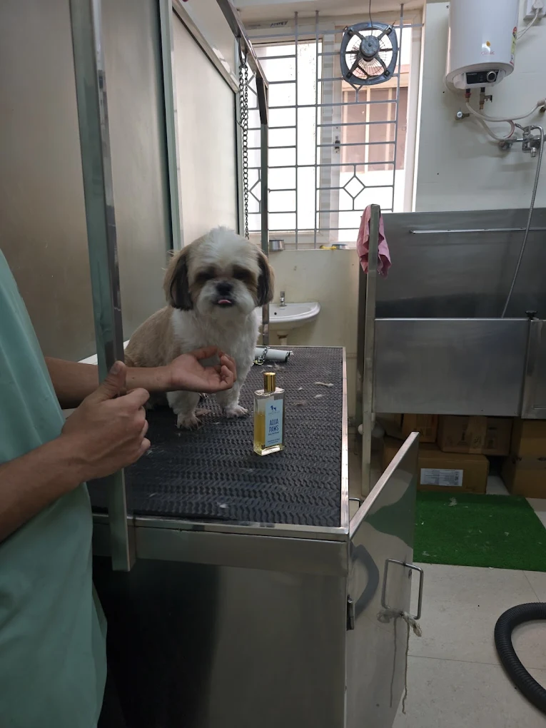 Amigo Pet Hospital Veterinary Clinic in Kasavanahalli, Bengaluru — Facility Photo 5