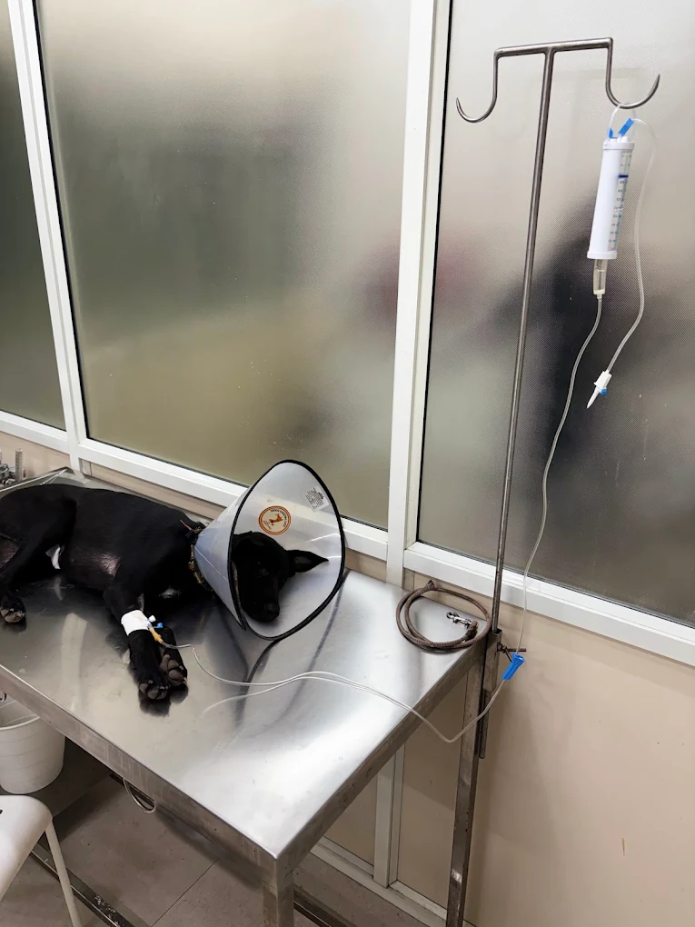 Amigo Pet Hospital Veterinary Clinic in Kasavanahalli, Bengaluru — Facility Photo 4