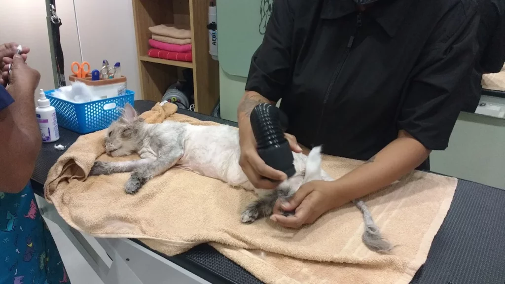 CUPA Small Animal Specialty Hospital Veterinary Clinic in RT Nagar, Bengaluru — Facility Photo 6